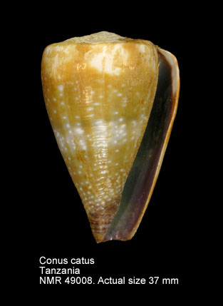 Conus catus.jpg - Conus catusHwass,1792